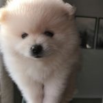 pomeranian puppy