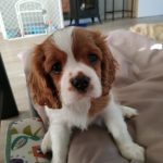 cavalier king charles spaniel hodowla