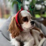 cavalier king charles spaniel hodowla