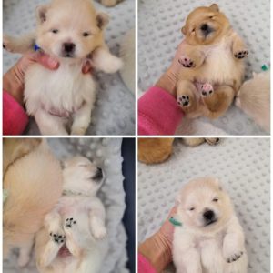 szpic miniaturowy pomeranian hodowla