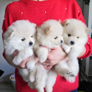 pomeranian hodowla fci