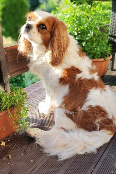 cavalier king charles spaniel hodowla