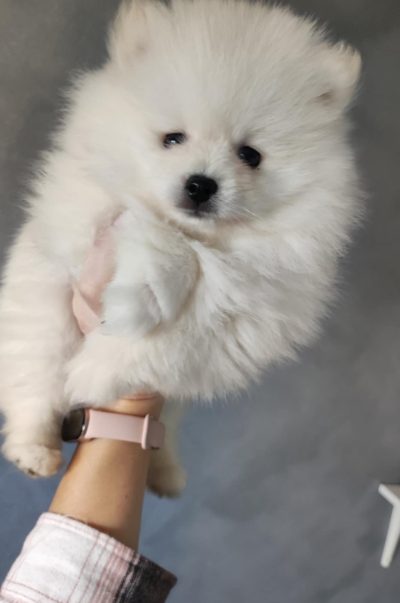 szczenięta pomeranian